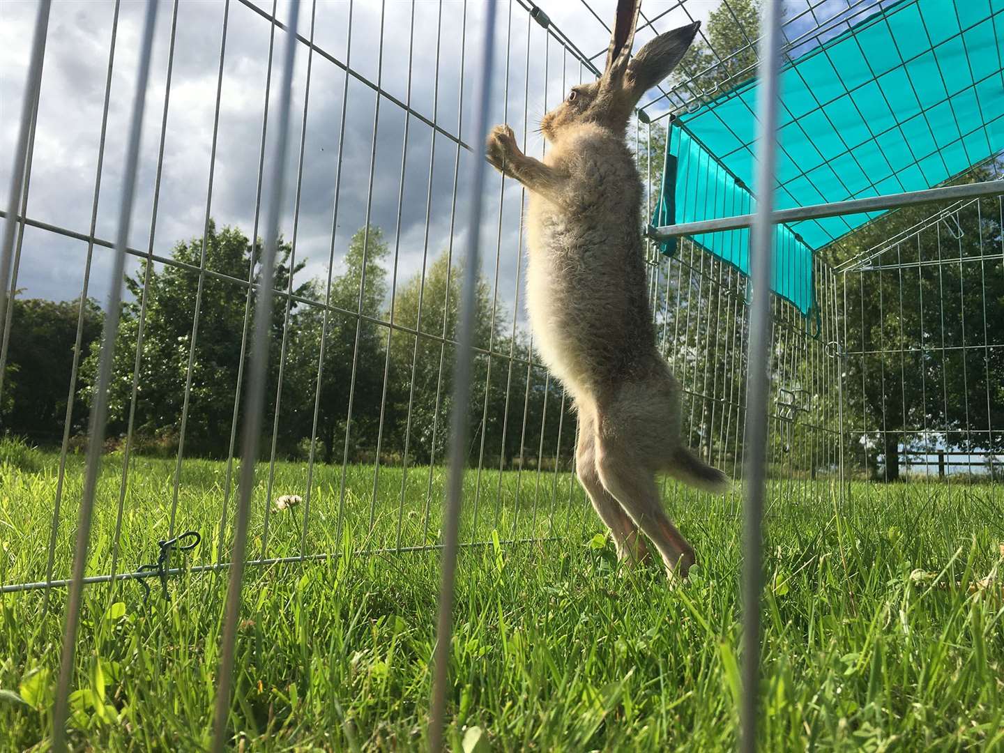 Clover got used to the garden before being released into fields (Natasha Terry/PA)