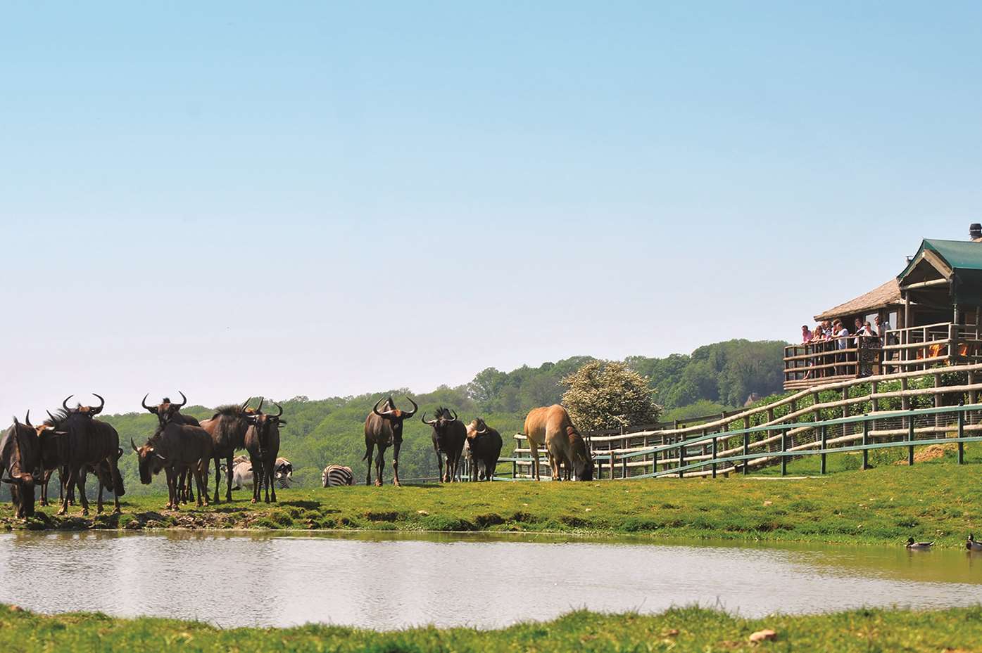 One of the watering holes at Port Lympne.