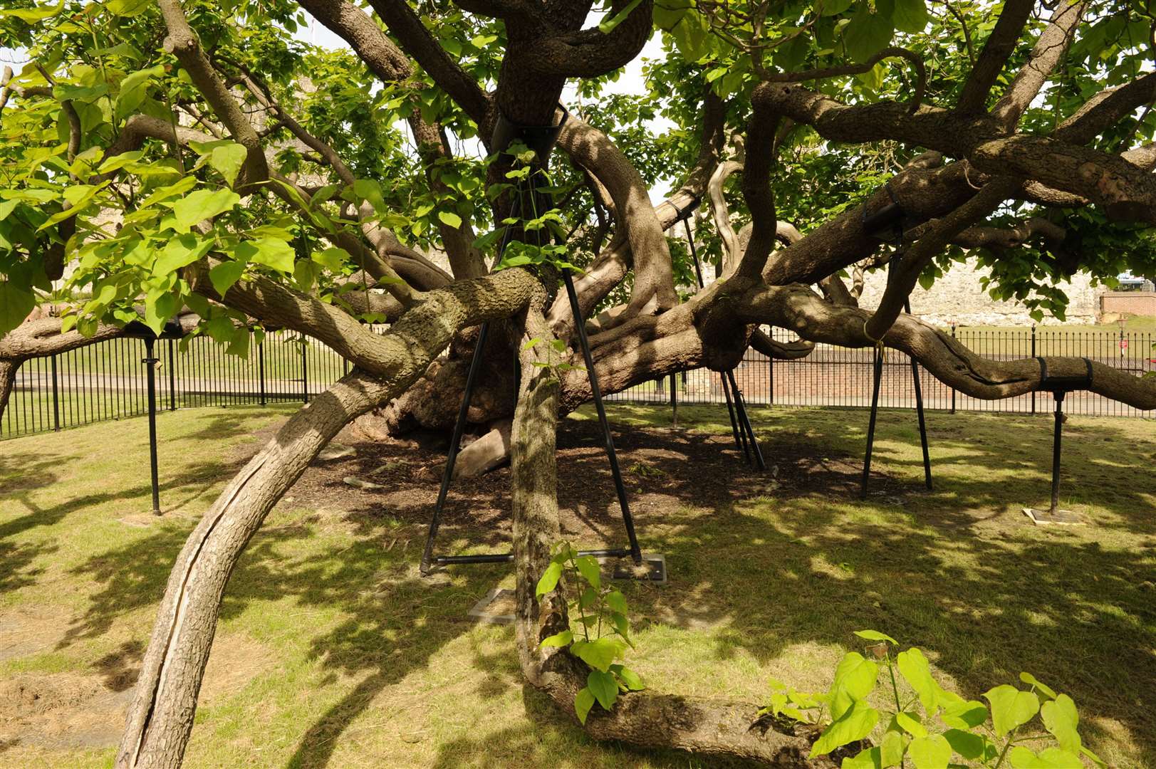 The Catalpa Tree, outside Rochester Cathedral. Picture: Steve Crispe