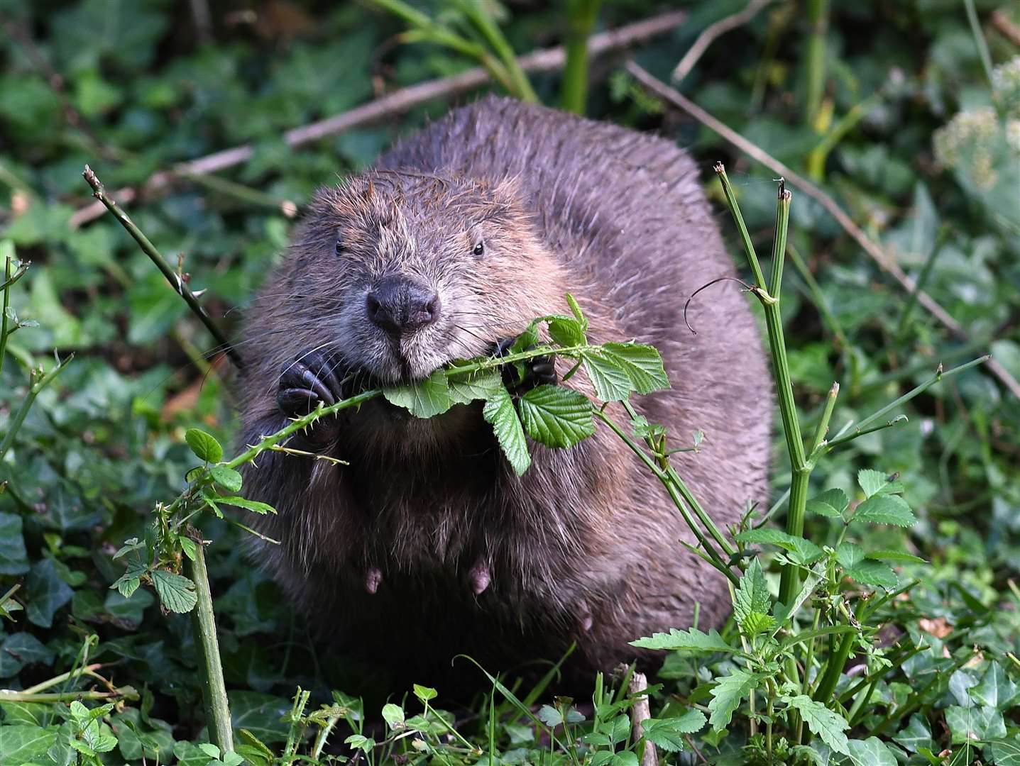 Beavers can be spotted in Canterbury. Picture: David Parkyn