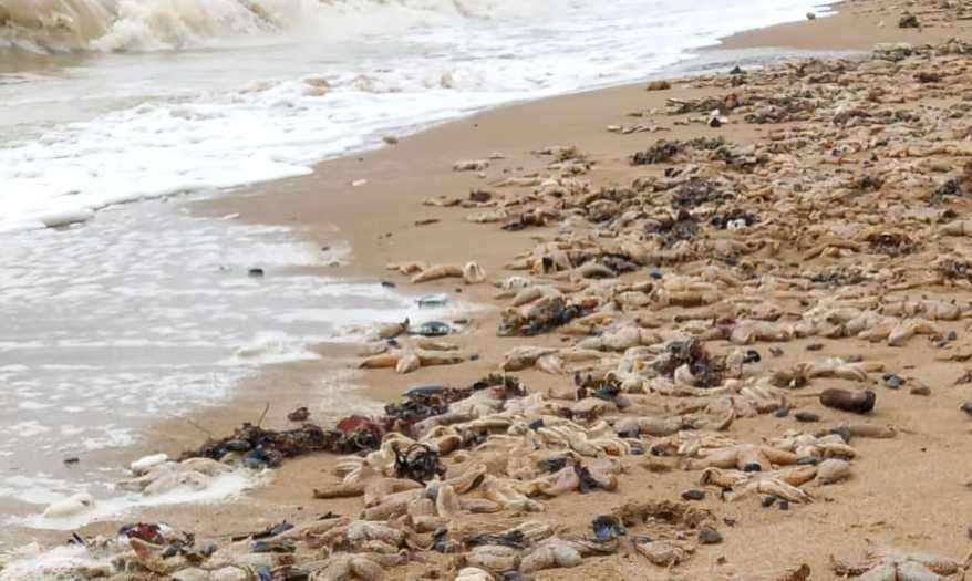 Dead starfish washed up on the beach at Viking Bay, Broadstairs today