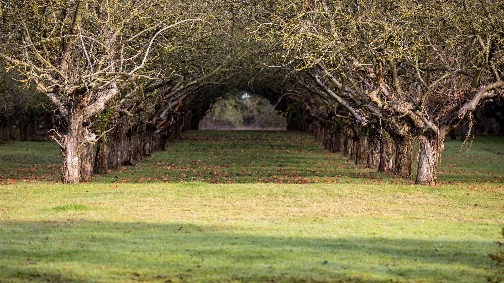 Coton Orchard is described as the eighth largest traditional orchard left in the UK (Anna Gazeley/PA)