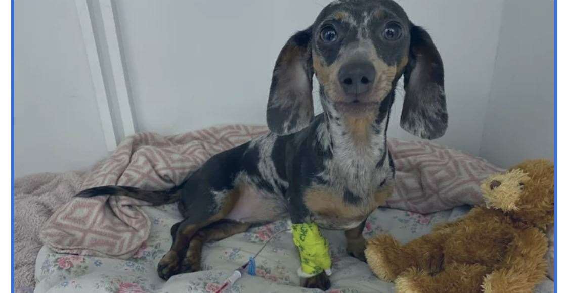 Four-month-old puppy Rosa is being looked after by Kent Wildlife Rescue Service after she was rescued from a crash in Farningham