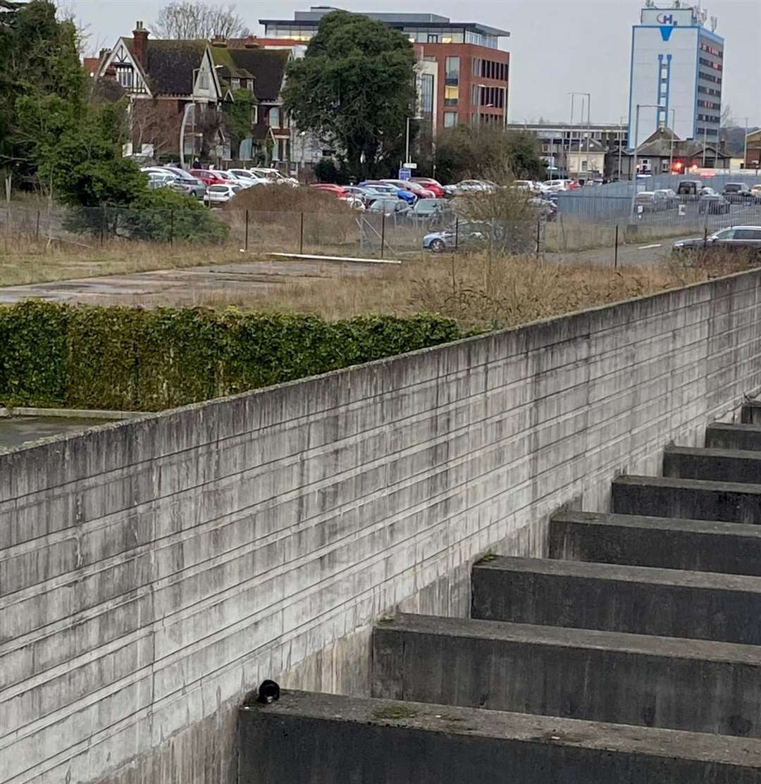 The cat was pictured near the entrance to Ashford International yesterday. Picture: Robert Doughty