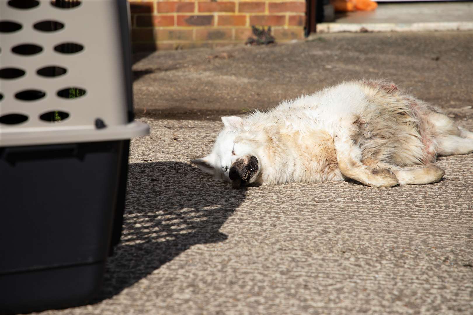 The husky found dumped in a field off Central Road, Dartford had been tied up and wrapped in a sheet. Picture: RSPCA