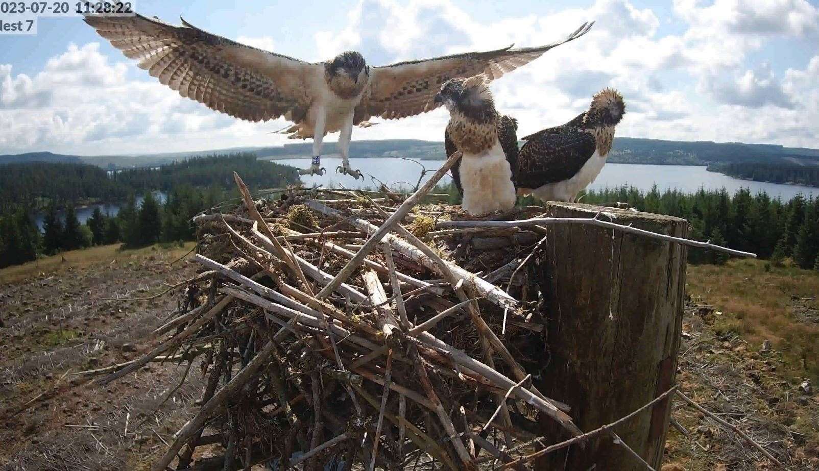 A young osprey, taking flight around her nest (KIelder Water/Forest Park/PA)