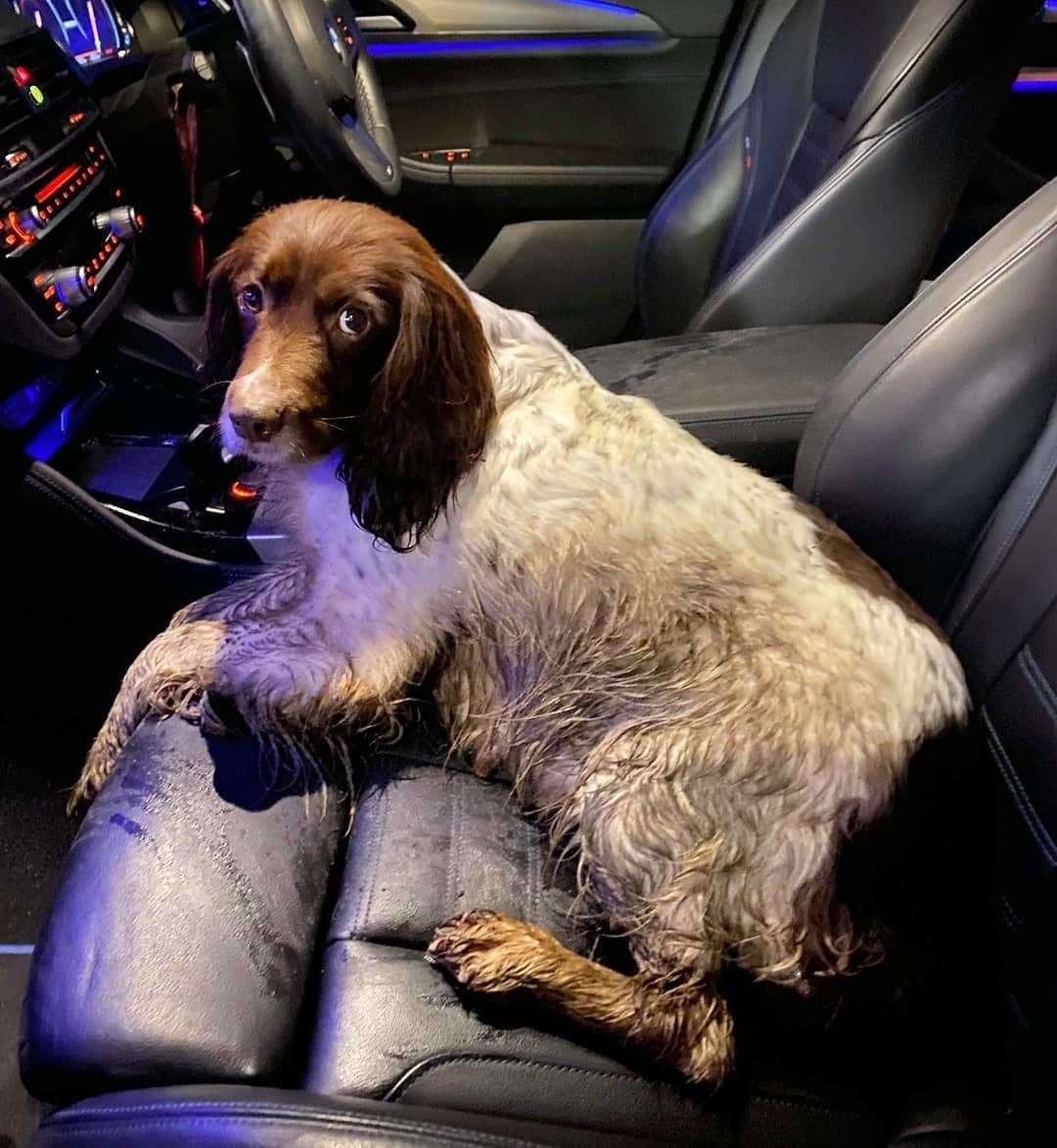 Delilah the springer spaniel was abandoned in Iwade