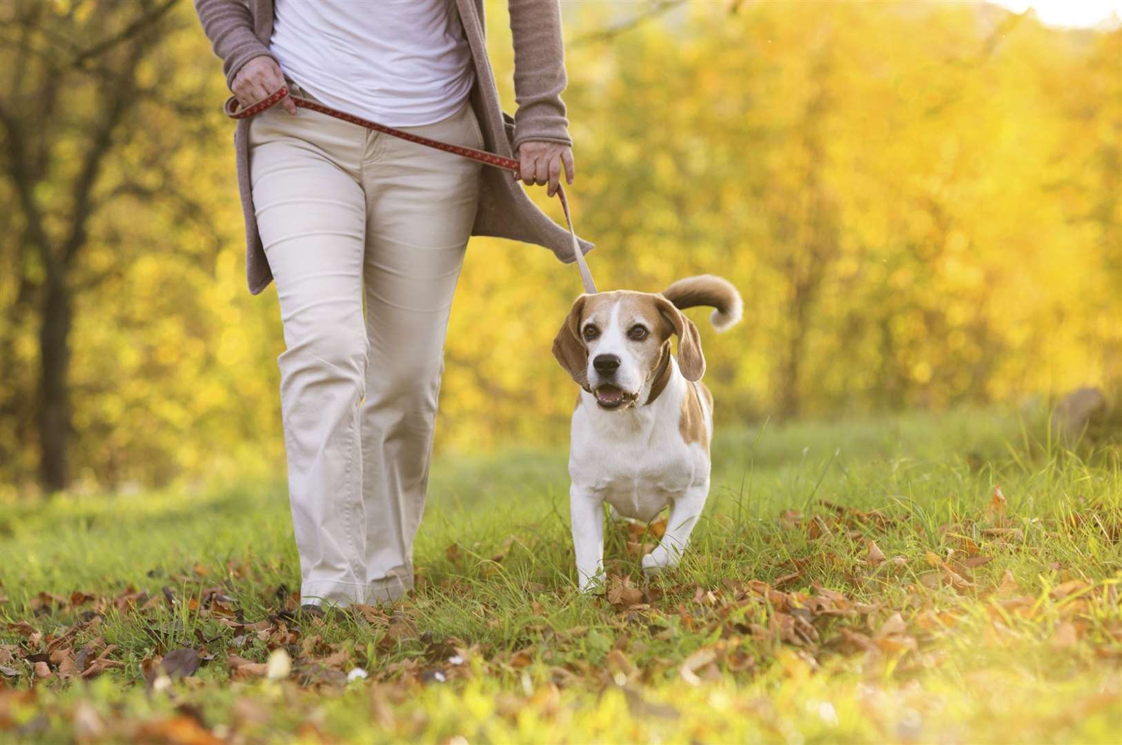 Adjusting routines in run up to Bonfire Night is part of the advice. Image: iStock.