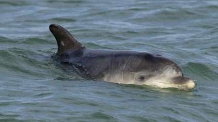 Dave the dolphin was known for her friendly antics, but two late night swimmers went too far. Picture: Terry Whittaker