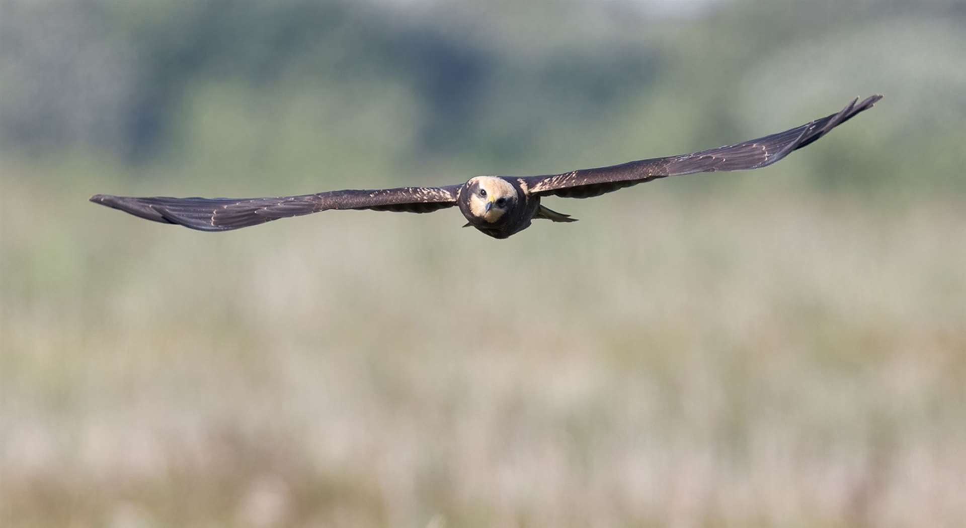 A juvenile marsh harrier (Richard J Nicoll/National Trust/PA)