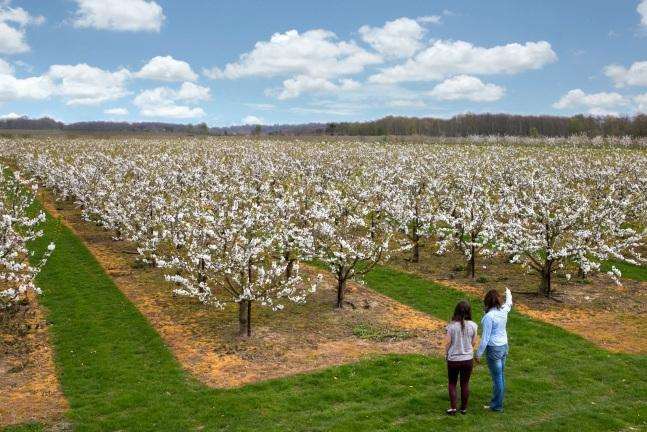 Cherry blossom at AR Neaves farm near Canterbury