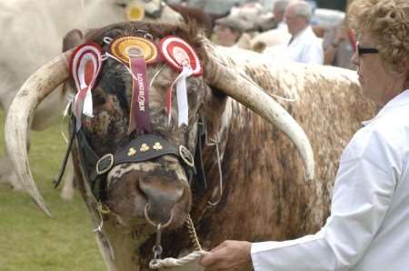 Last year's longhorn breed champion Blackbrook Newt