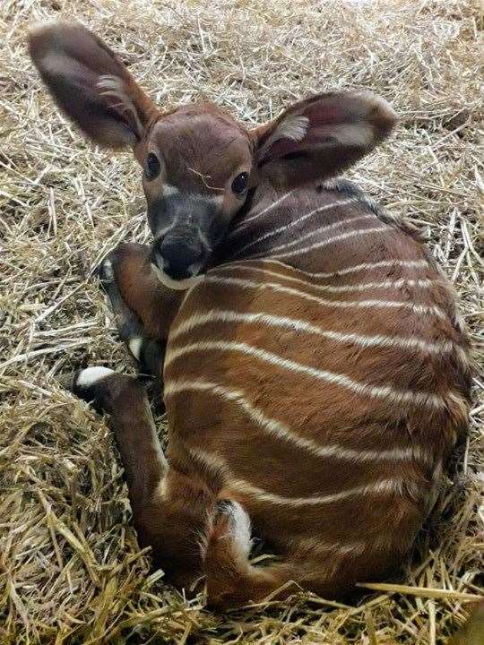 Arthur the mountain bongo (Marwell Zoo/PA)