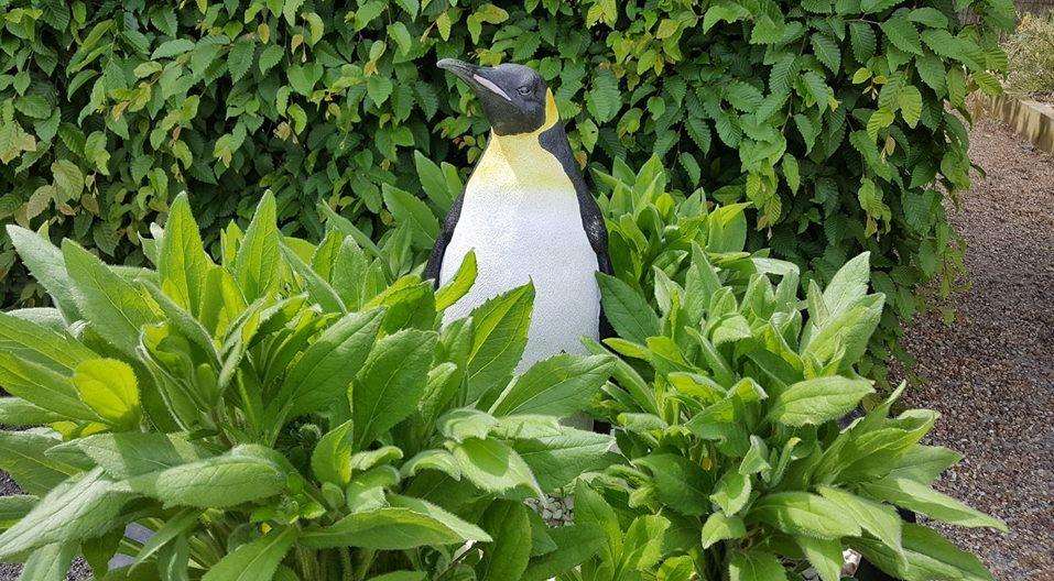 A resident of the world garden