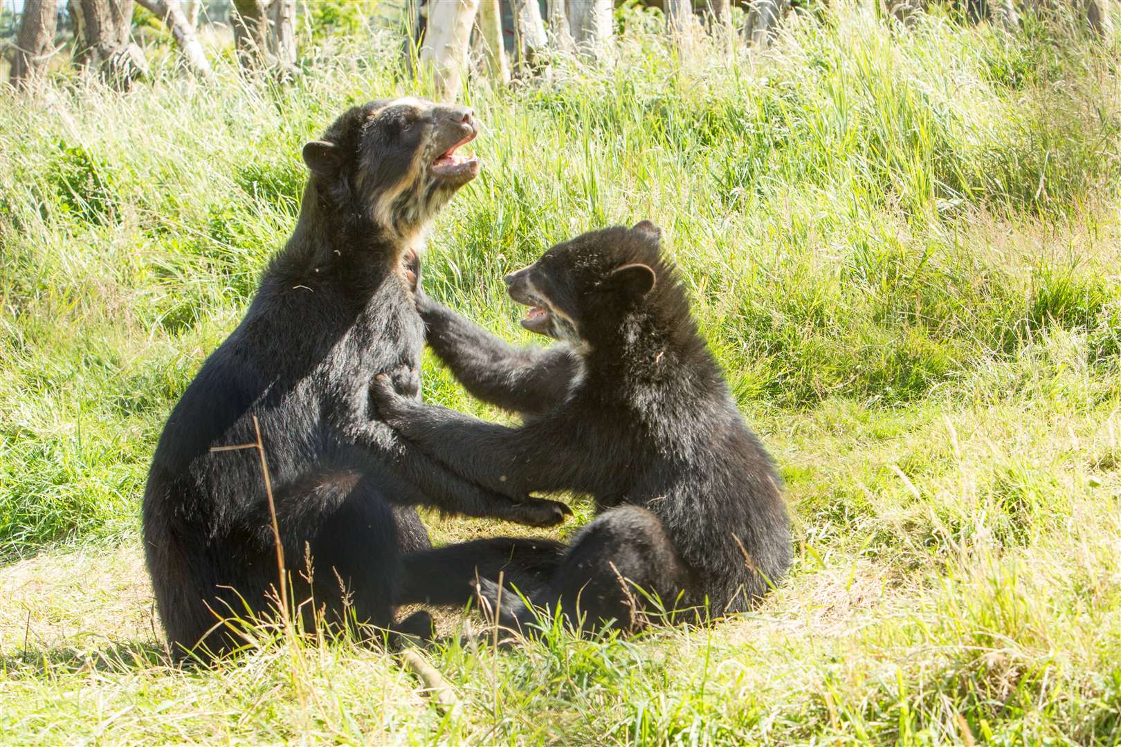 Oberon (male, left) and his mate Rina will be part of International Bear Day