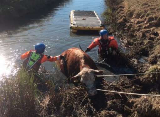 Fire crews attend to the stricken animal