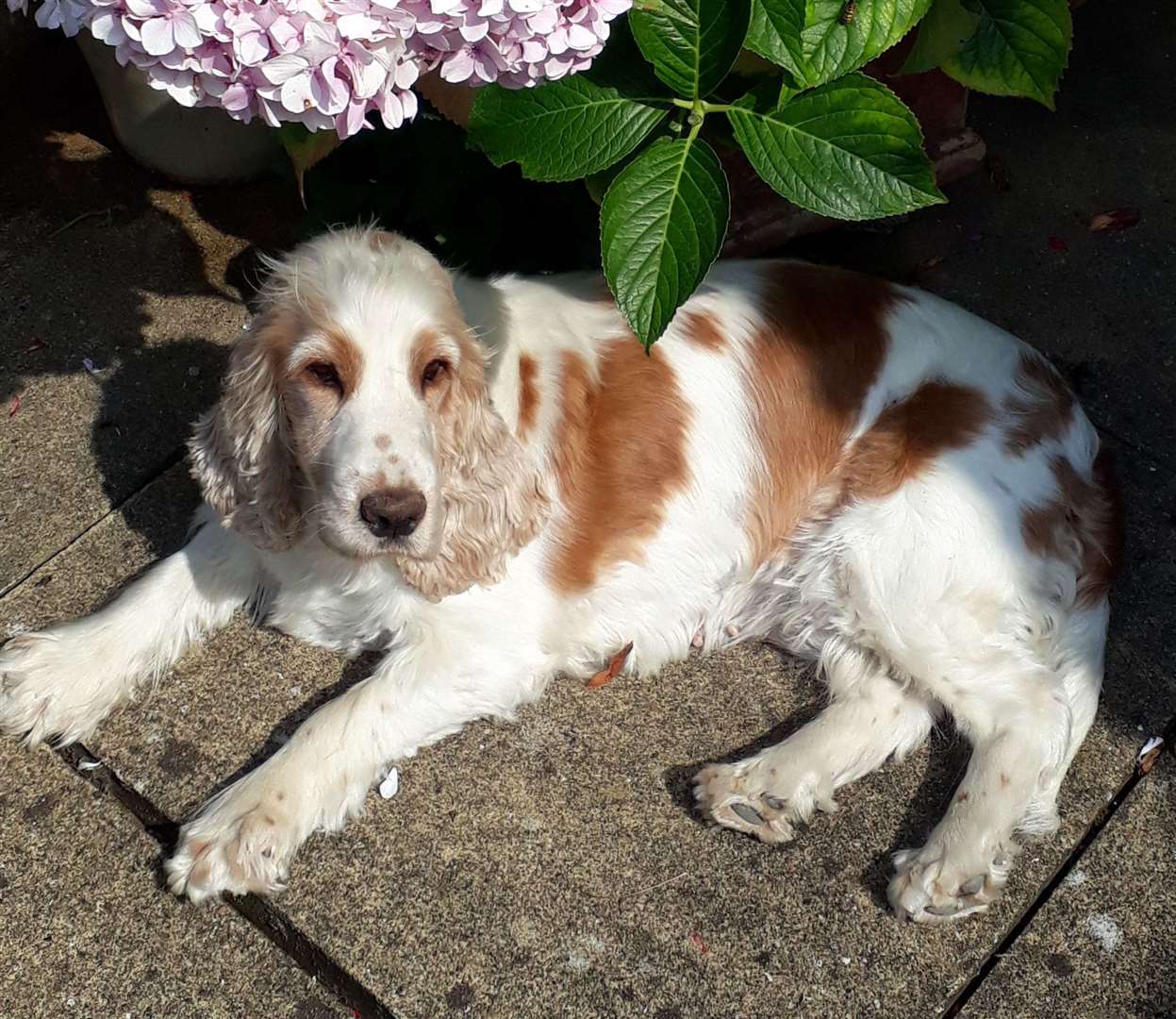 Daisy the dog was taken from Hollingbourne
