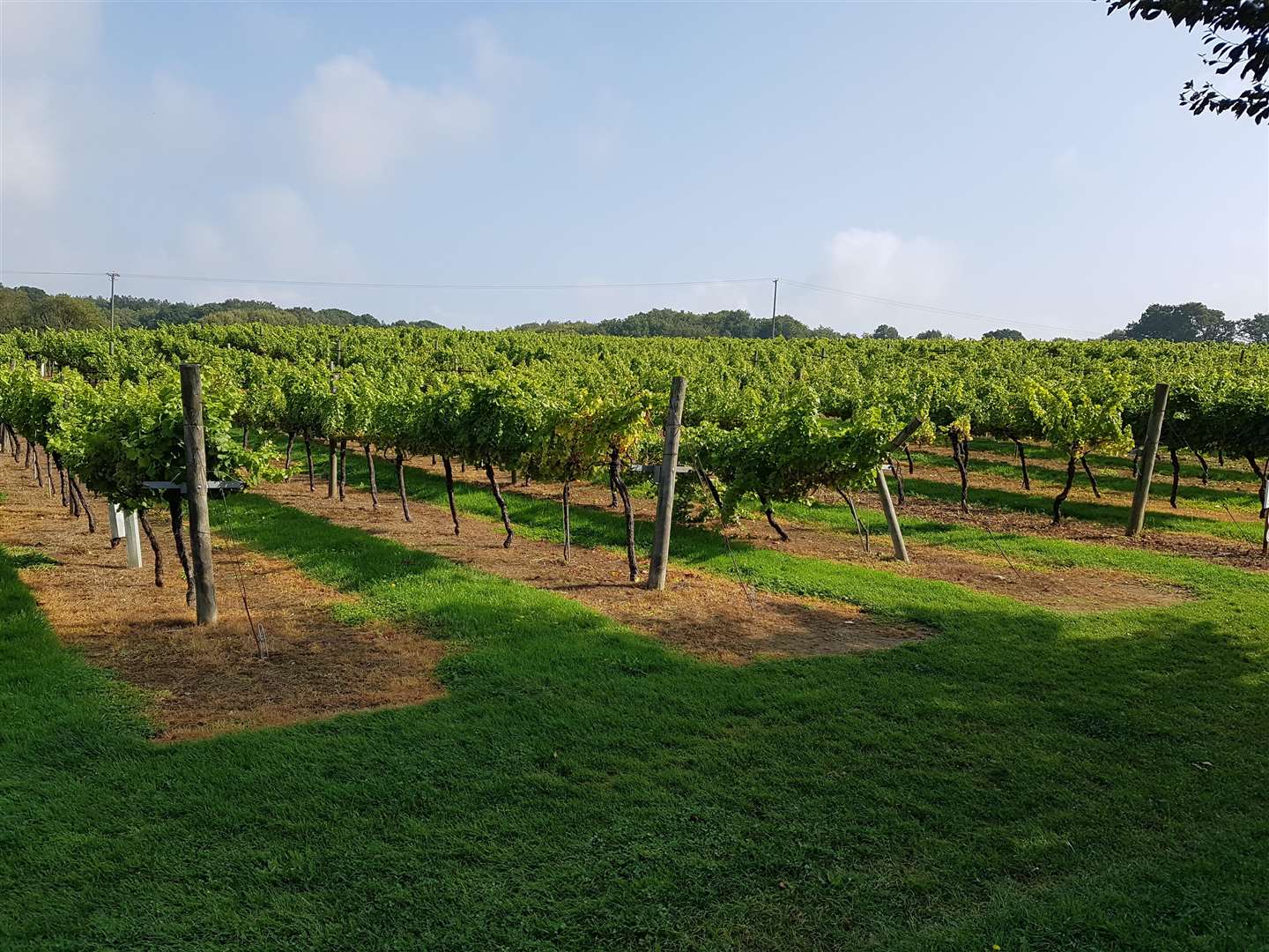 The vines at Biddenden Vineyard