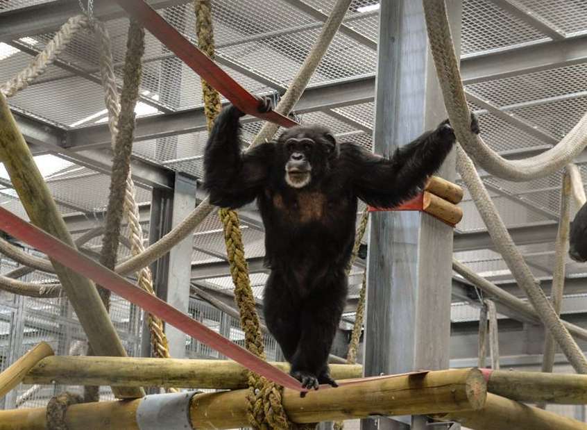 One of the chimps get into the swing of his new surroundings at Wingham Wildlife Park
