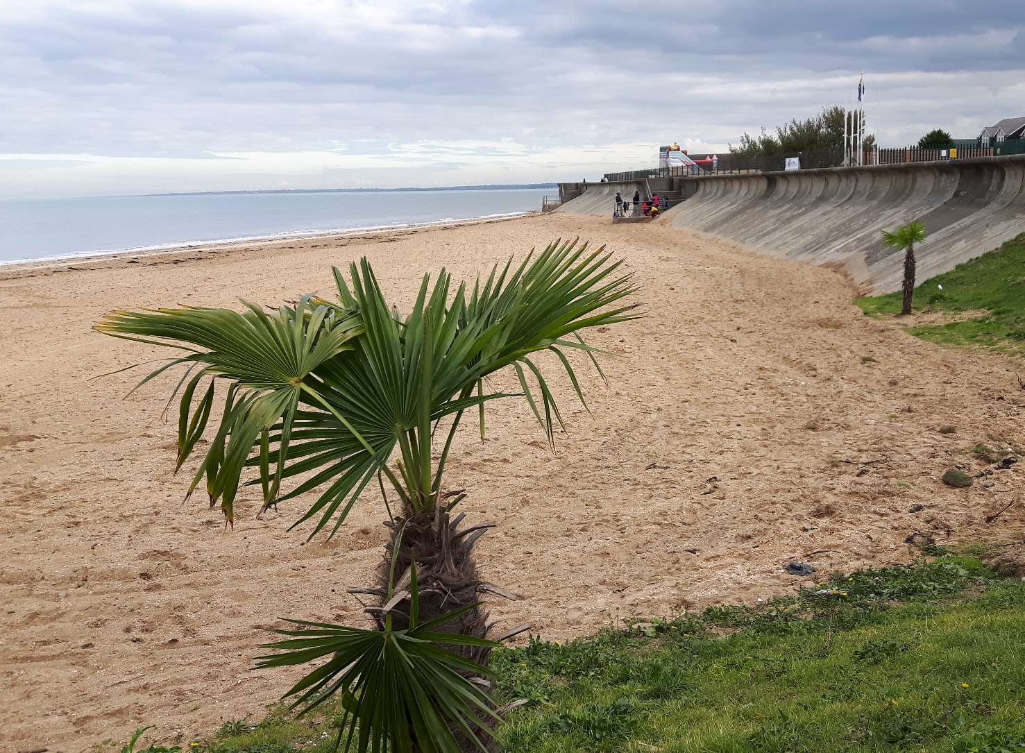 Palm trees at Leysdown. Cosgrove Leisure says it is turning its private beach into an asset.
