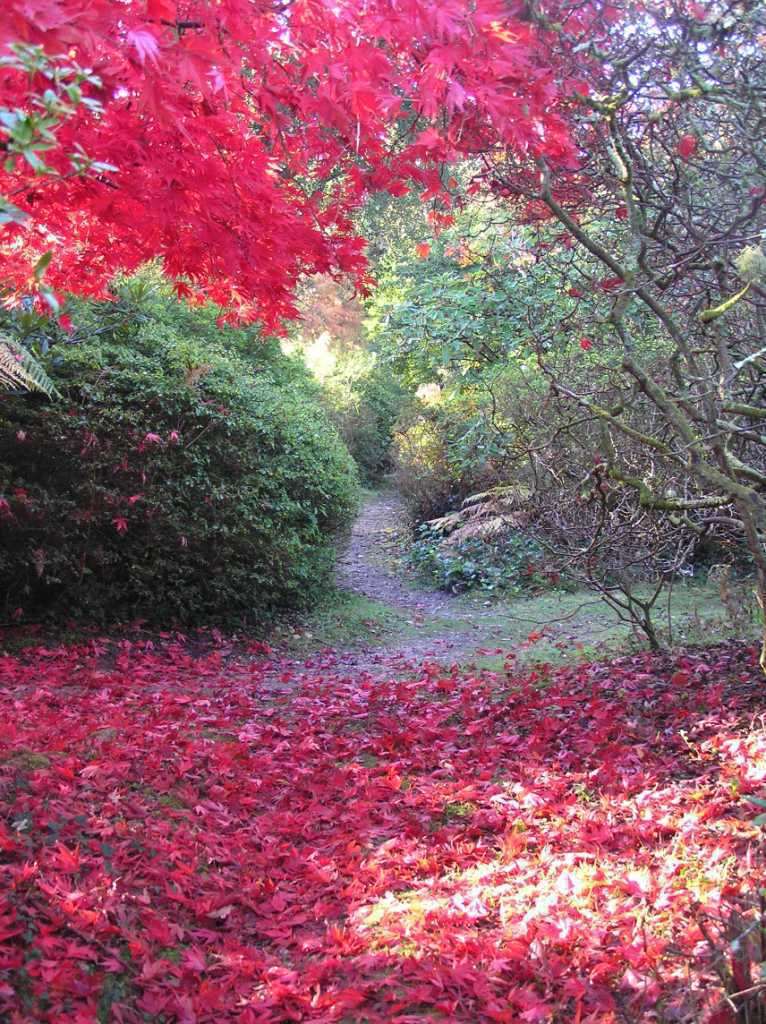 The New Forest is very colourful place to visit.