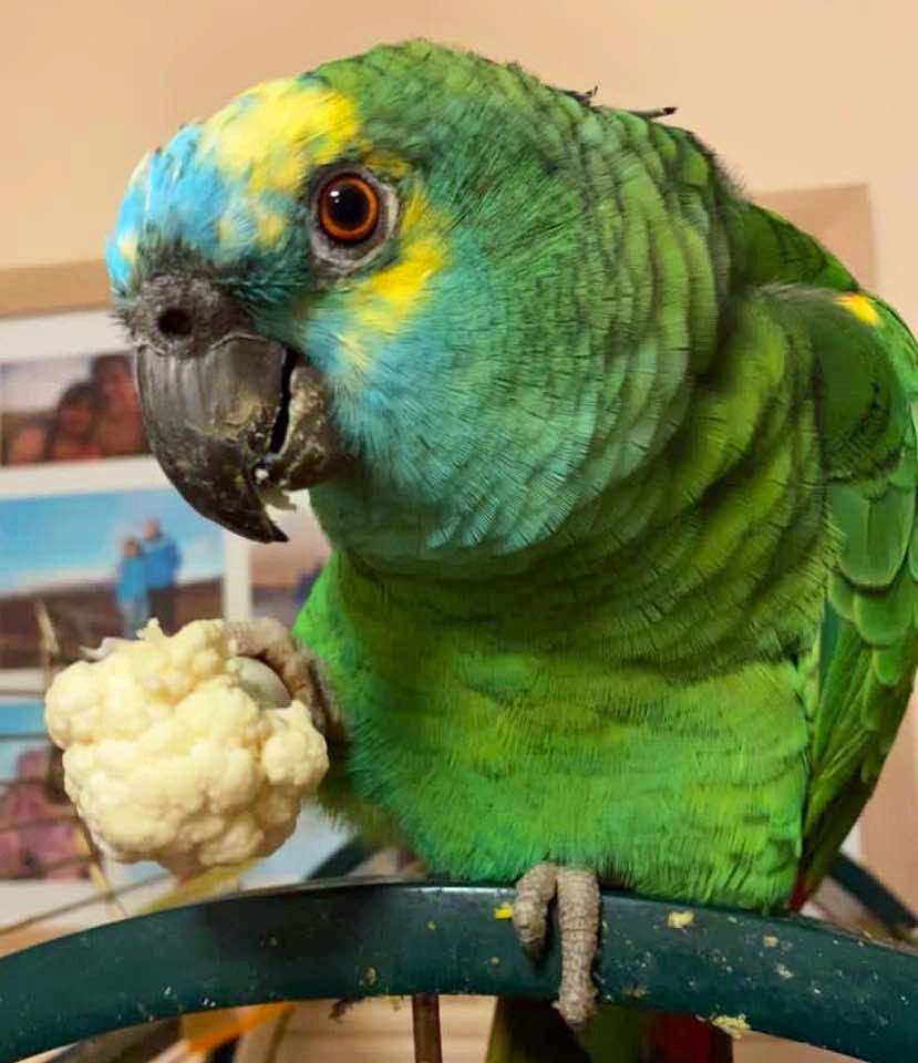 Crisps-obsessed Amazon green parrot Bud was so overweight that she struggled to fly (RSPCA/PA)