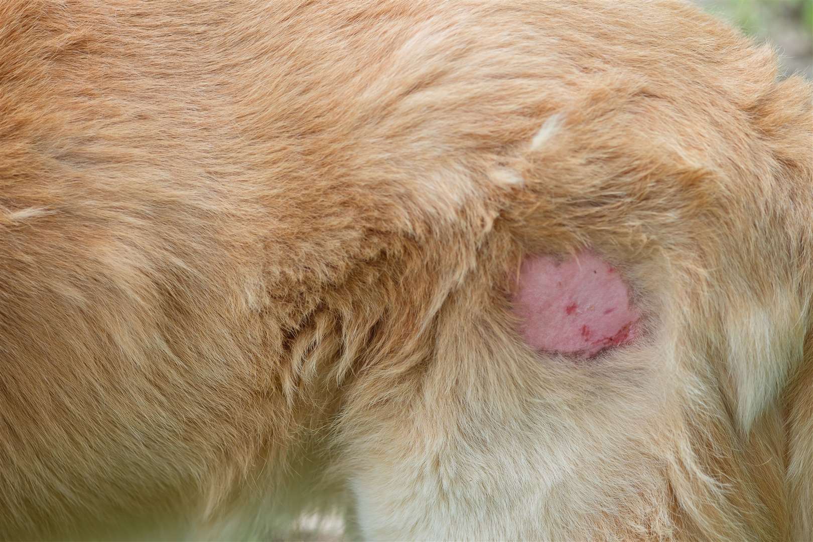 A wound on a dog due to a skin condition. Picture: istock/Nattaki Khunburan