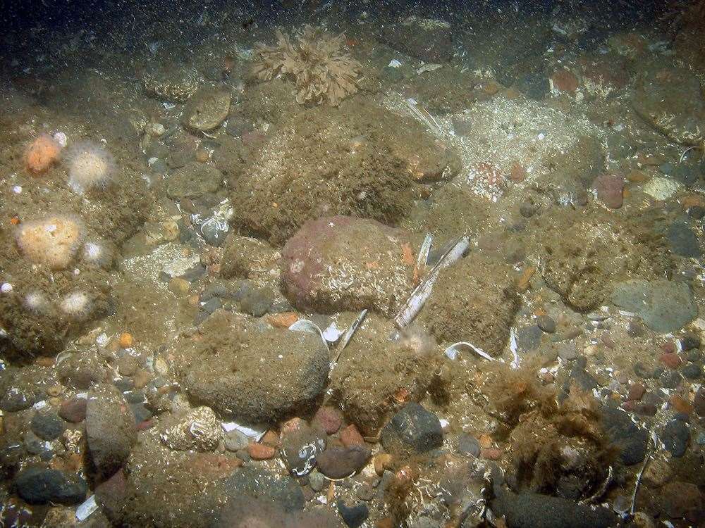 Species live among the cobbles and gravel of the seabed of the Dogger Bank (JNCC/PA)