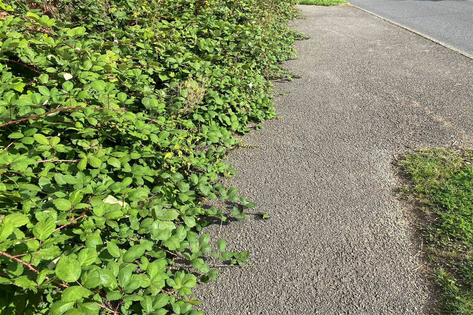 The foliage is also creeping onto the pavement