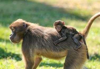 The baby gelada with mum, August 2018