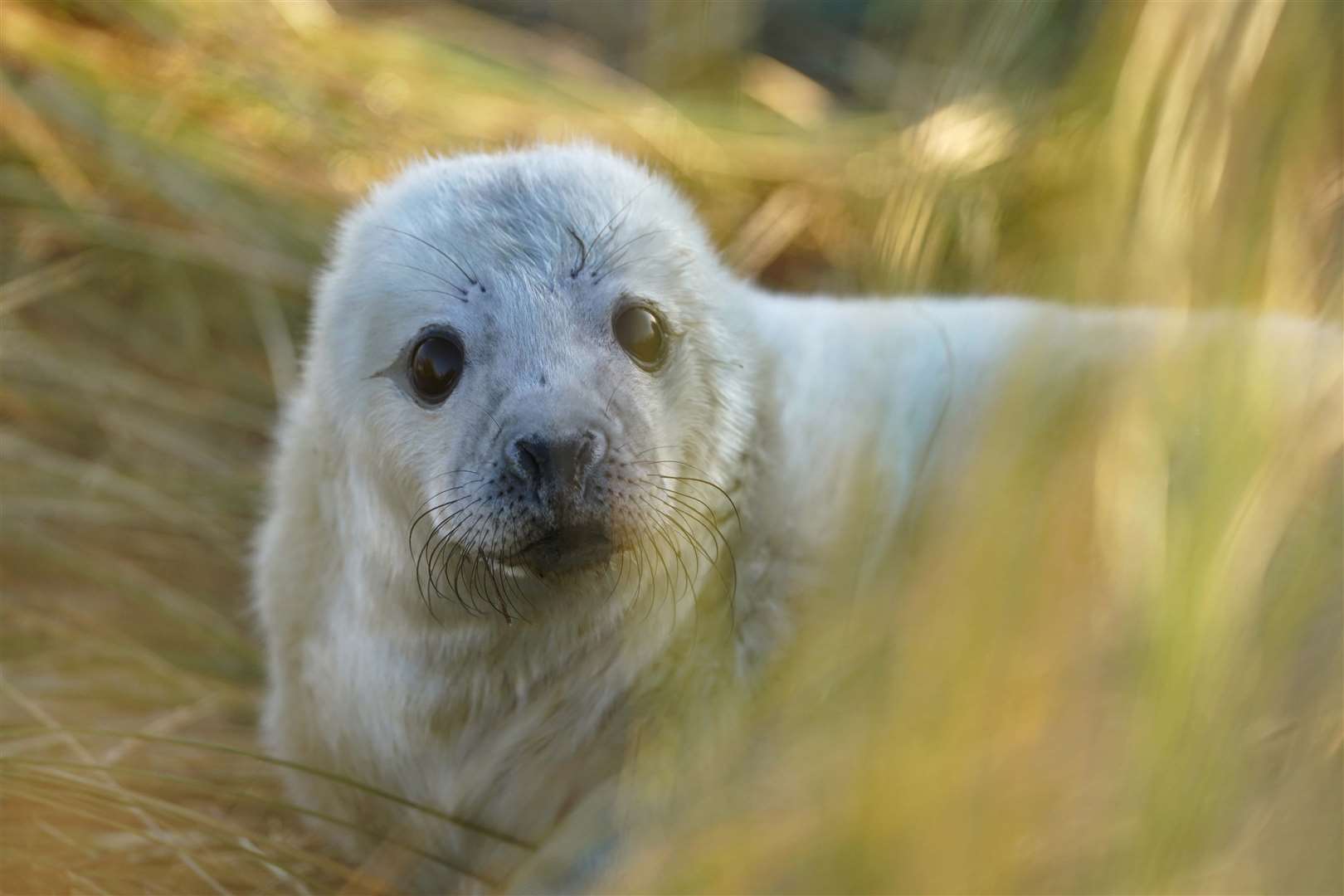 A five-mile stretch of the Norfolk coast has become an important breeding ground for grey seals (Joe Giddens/PA)