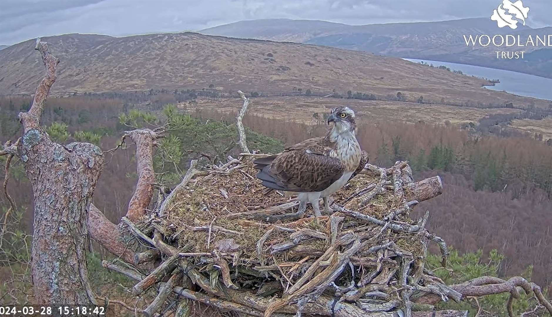 Louis returned to the nest earlier in the spring (Woodland Trust Scotland/PA)