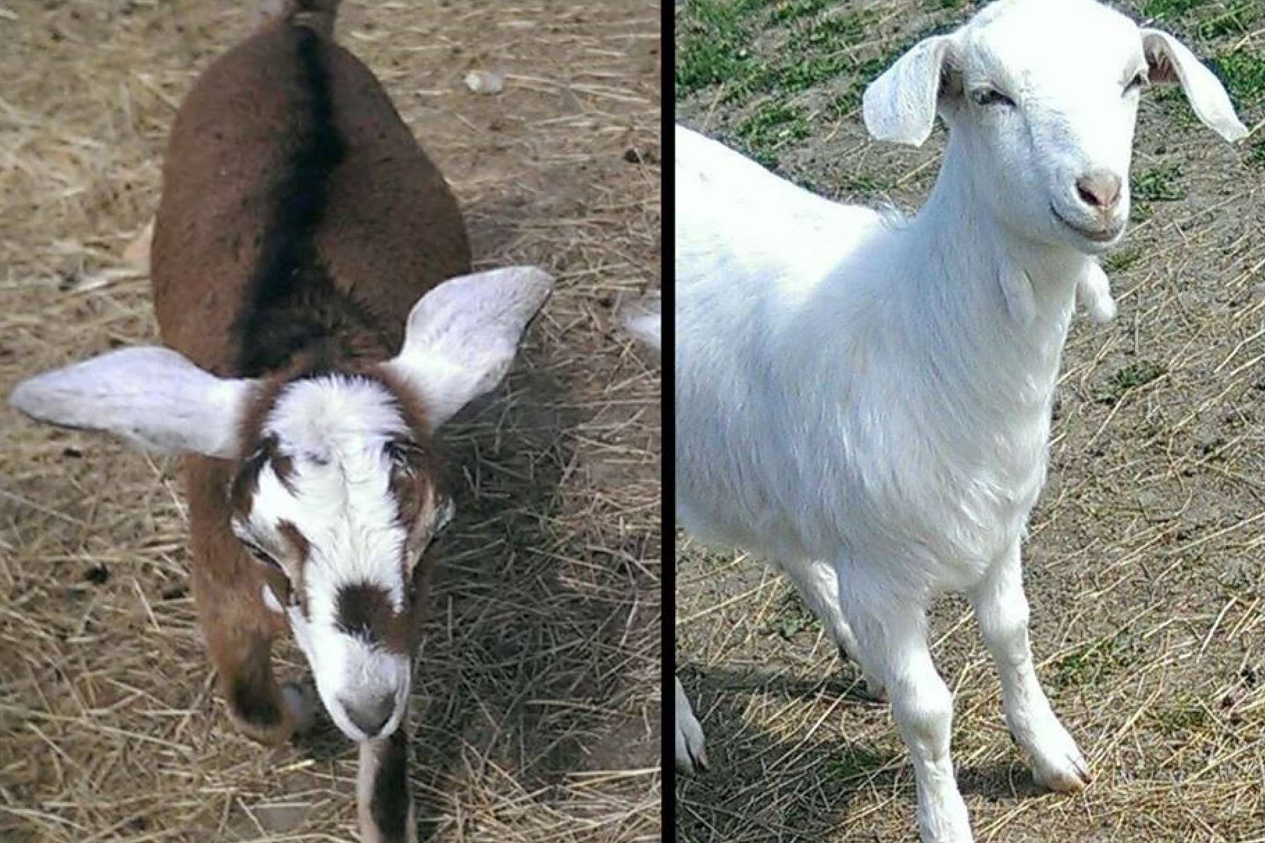 Izzy (left) and Elca (right)