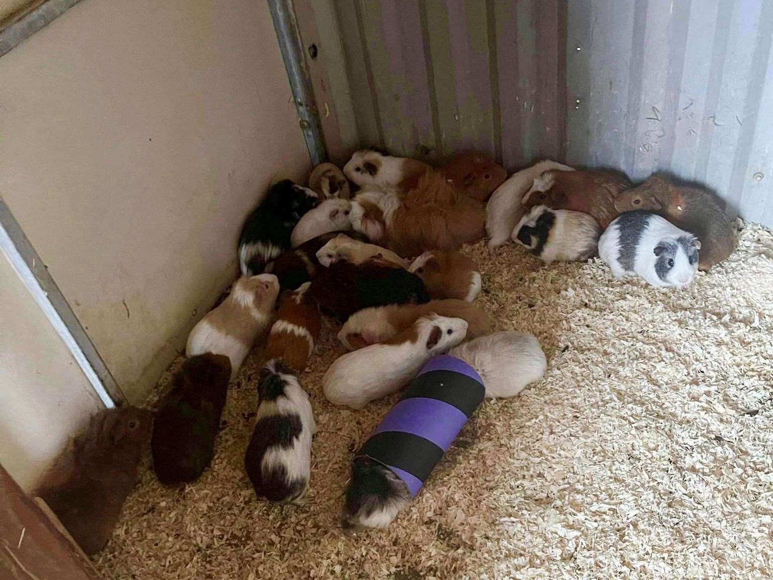 Some of the guinea pigs rescued by the RSPCA in Leybourne. Picture: RSPCA