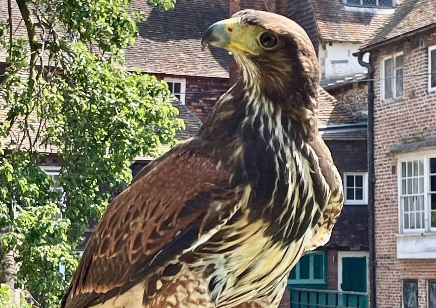 This hawk could soon be seen in Ashford town centre. Picture: Ashford Borough Council