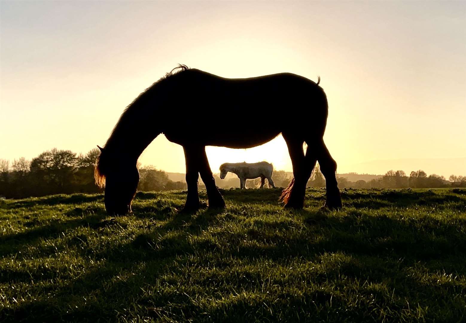 Two horses silhouetted against the sun taken by Eleanor Ramsey, aged 18, which won the 16-18 mobile phone and devices award (Eleanor Ramsey/RSPCA/PA)