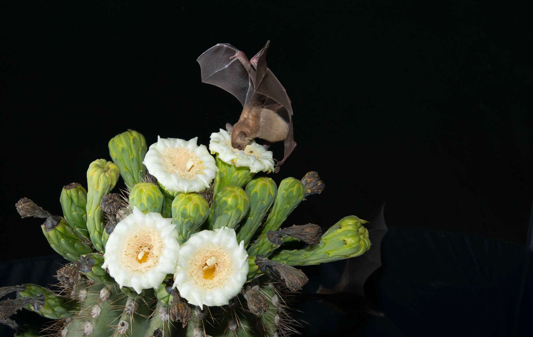 The tequila bat plays a vital role in pollinating the blue agave plant from which tequila is made (Angelica Menchaca/University of Bristol/PA)