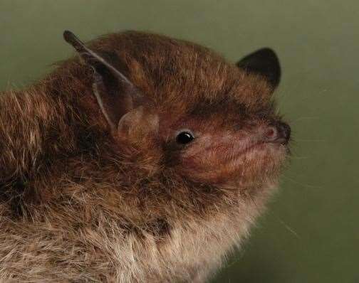 Bats, like this Daubenton’s species, are protected in the UK (Bat Conservation Trust/PA)
