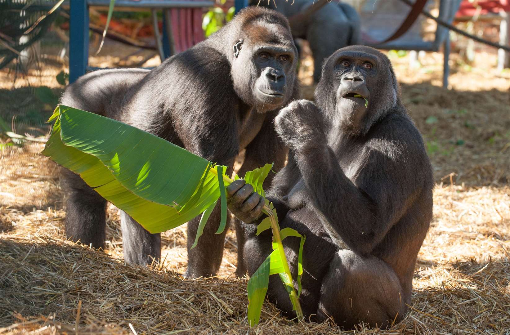 More than 1,300 animals are still being cared for in the park