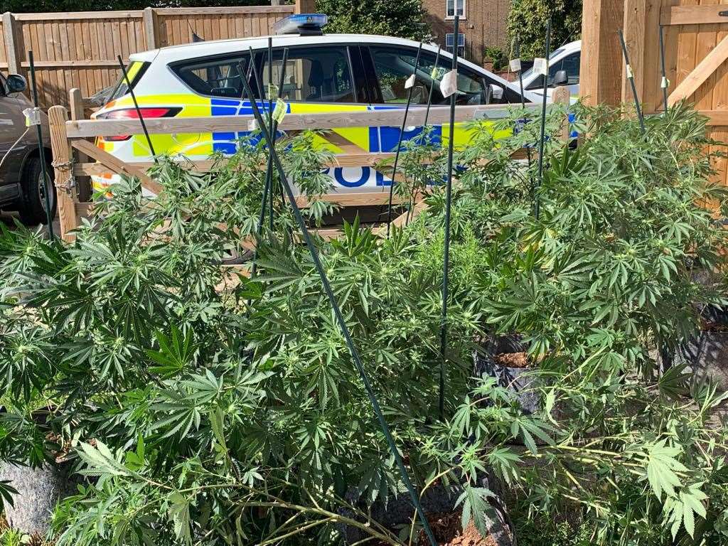 Cannabis factory found by police. Stock photo