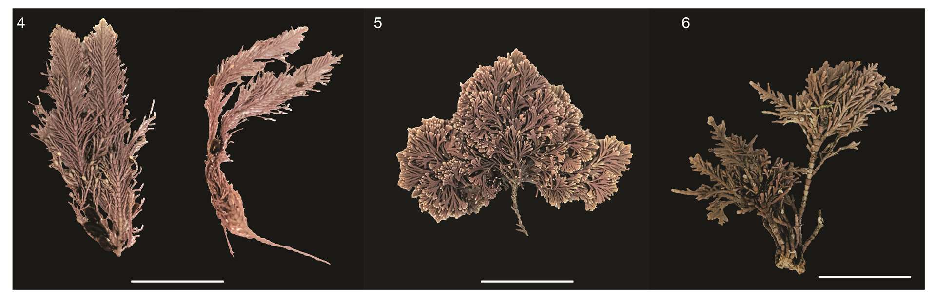 Red seaweed (Brodie/Natural History Museum/PA)