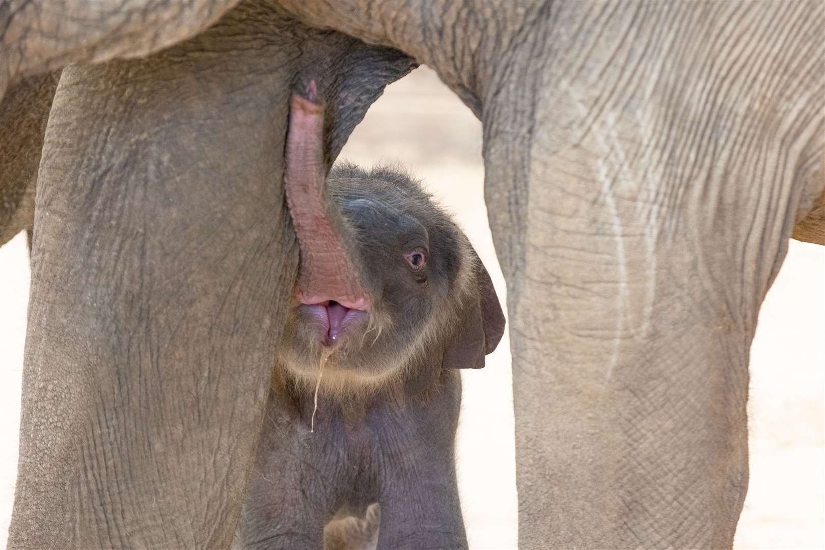 The yet-to-be-named calf was born to 13-year-old Donna (ZSL Whipsnade Zoo)