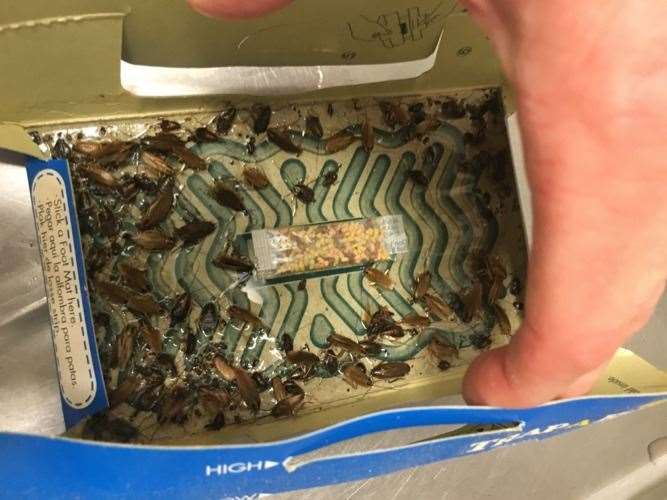 Cockroaches were found at the Al Madina Tandoori in Ditton. Picture: Tonbridge and Malling Borough Council