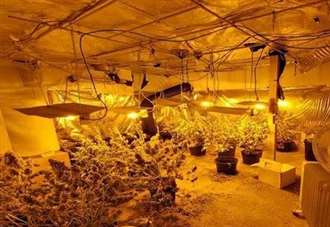 Cannabis plants seized during police raid