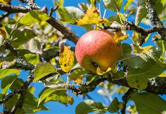 Homes plan for more orchards