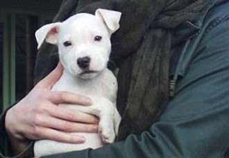 Puppy abandoned in shoebox visits rescuers five years on