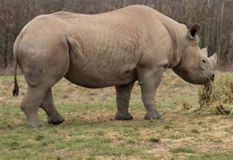 Meet the rhinos at Kent wildlife park