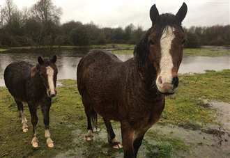 Flooded field raises horse welfare concerns