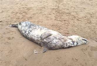 Seal found washed up