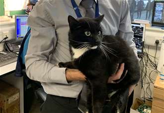 Help reunite cat with owner
